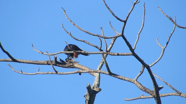 Bat Falcon - ML613744992