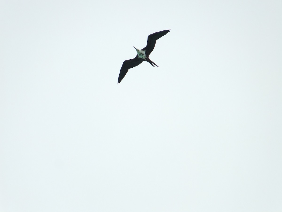 Lesser Frigatebird - ML613744999