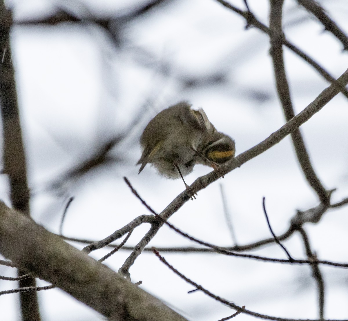 Golden-crowned Kinglet - ML613745037