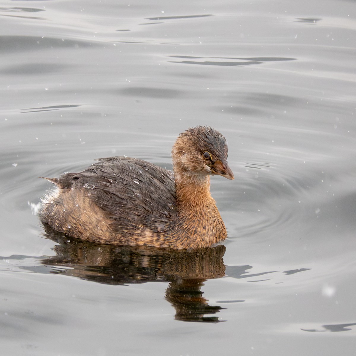 Pied-billed Grebe - ML613745059