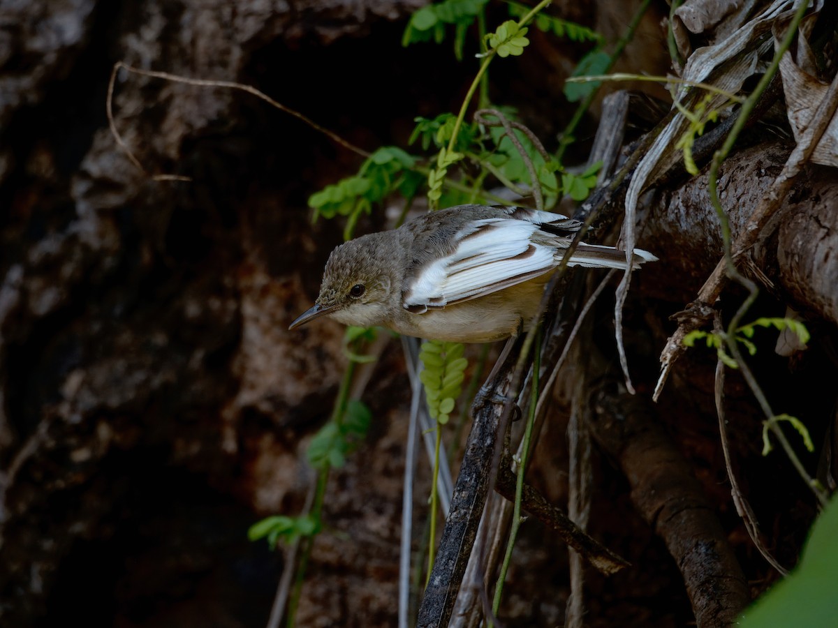 Pitcairn Reed Warbler - Quentin Paynter