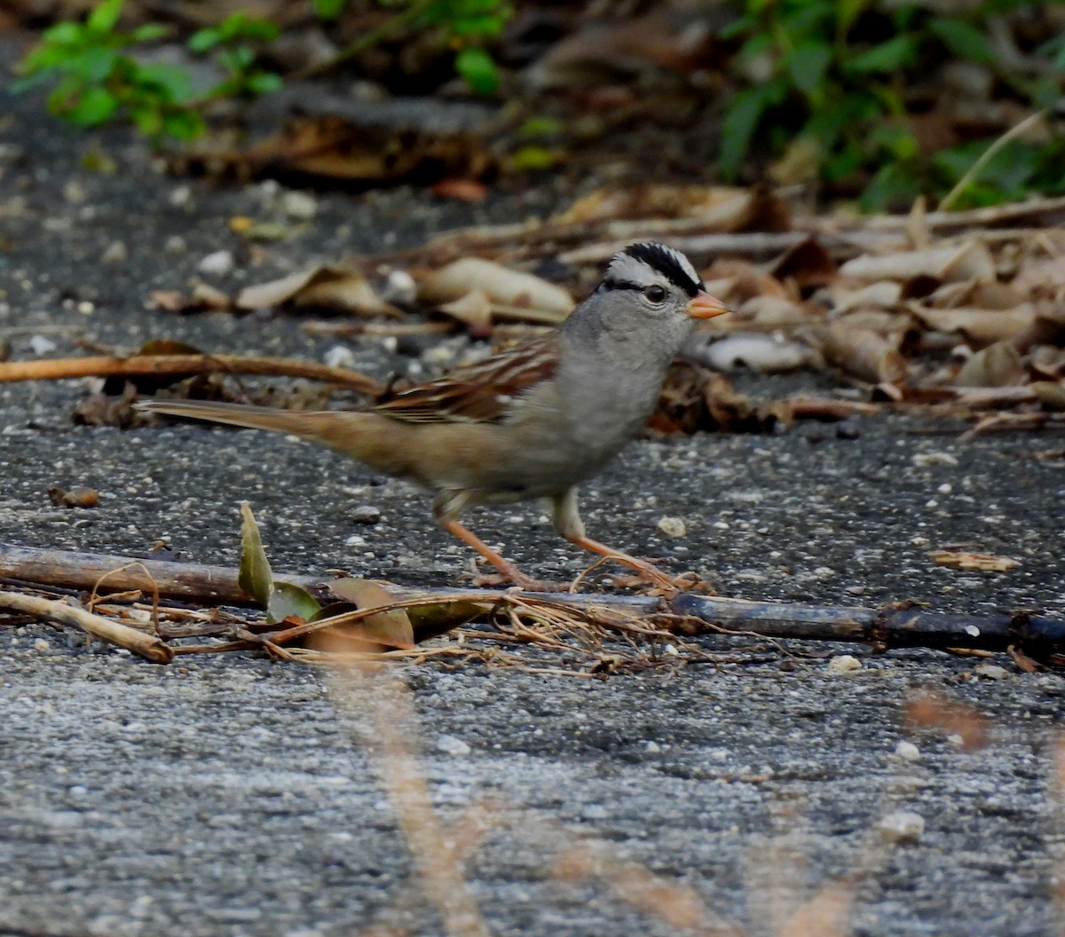 White-crowned Sparrow - ML613745151