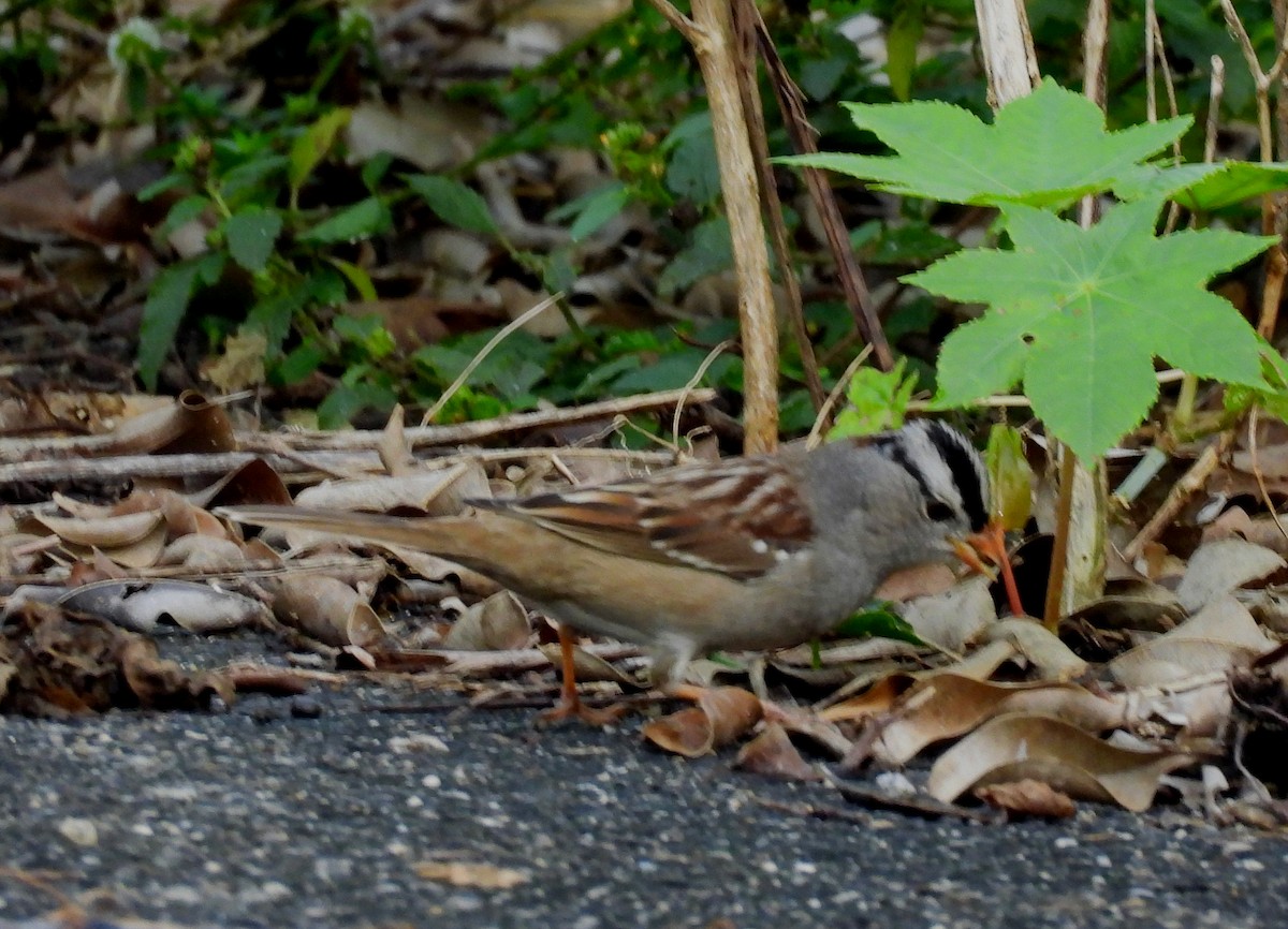 White-crowned Sparrow - ML613745159