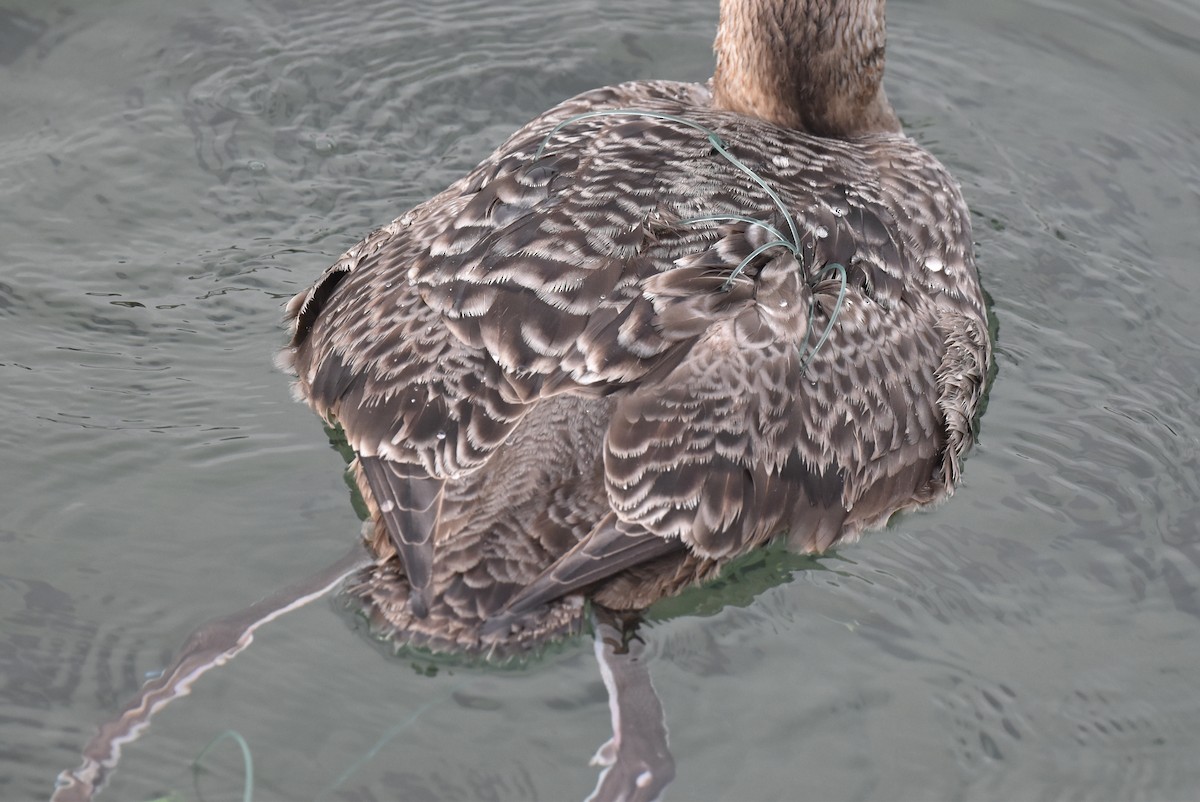 Yellow-billed Loon - ML613745182