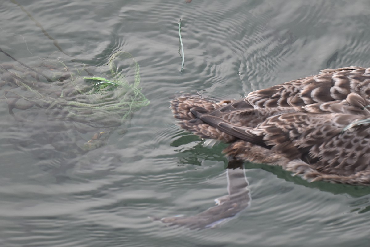 Yellow-billed Loon - ML613745183