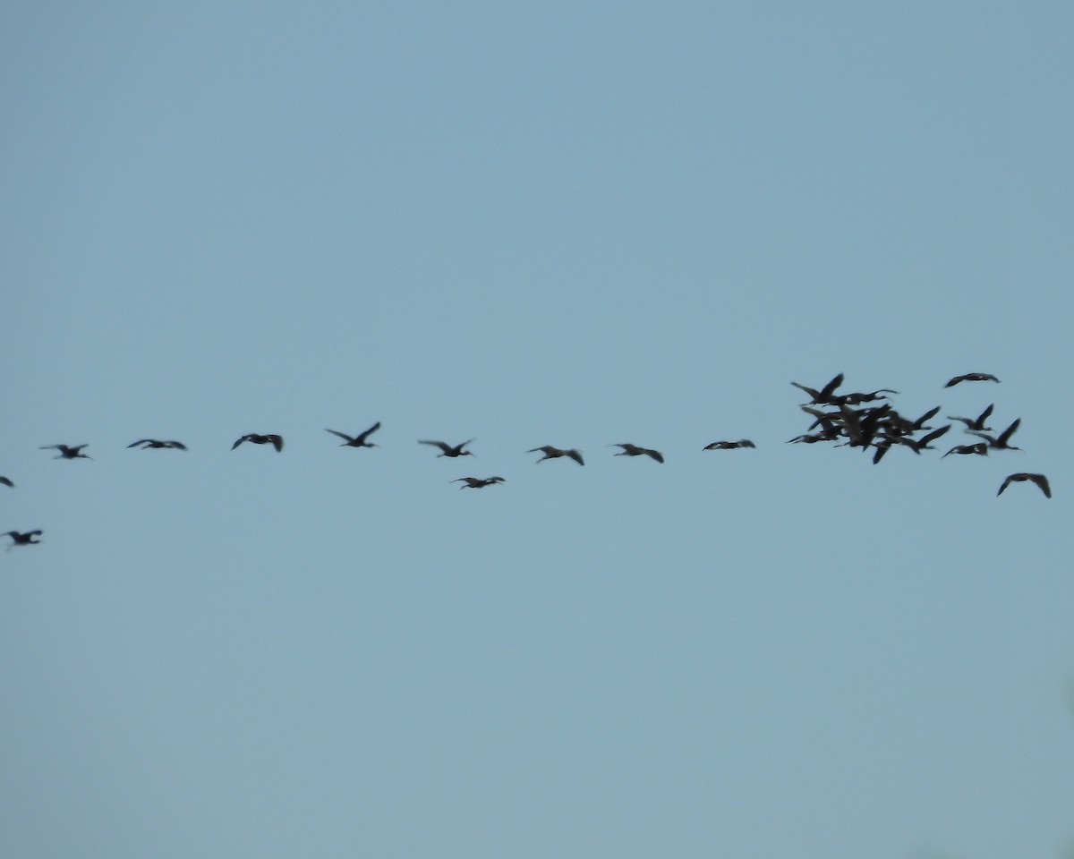 Glossy Ibis - Aubrey Merrill