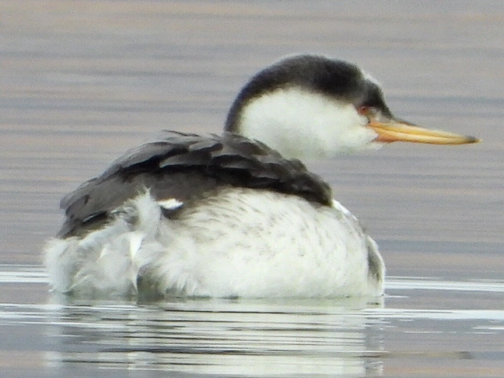 Clark's Grebe - Roy Lambert