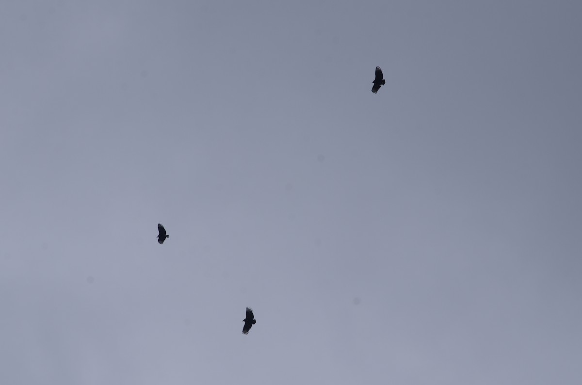 Zopilote beltza - ML613745377