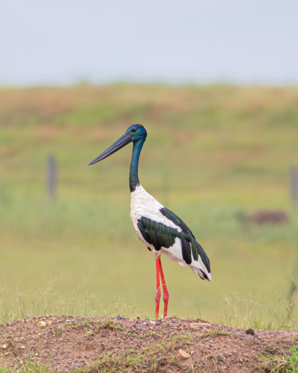 Black-necked Stork - Peter Sternes
