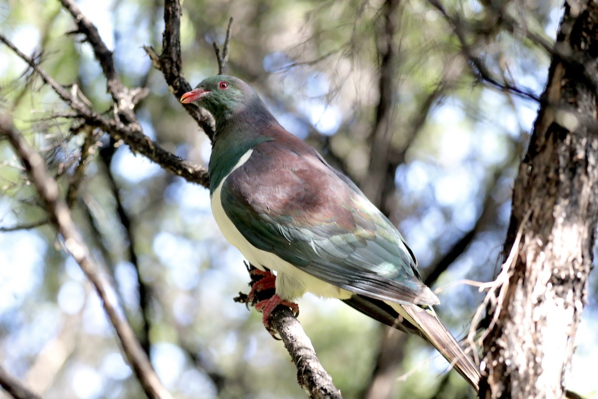 New Zealand Pigeon - ML613745445