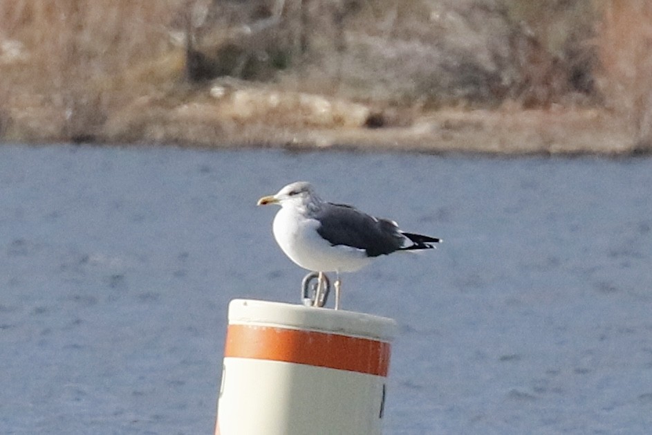 Lesser Black-backed Gull - ML613745600