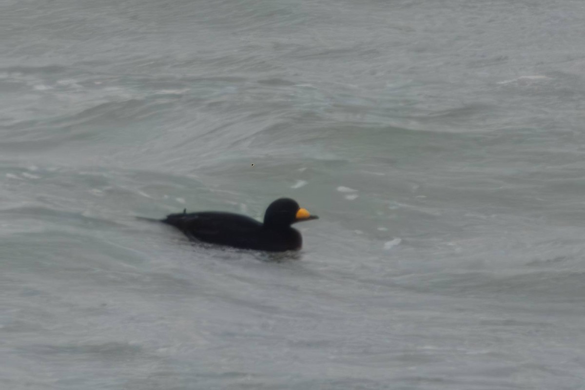 Black Scoter - ML613745628