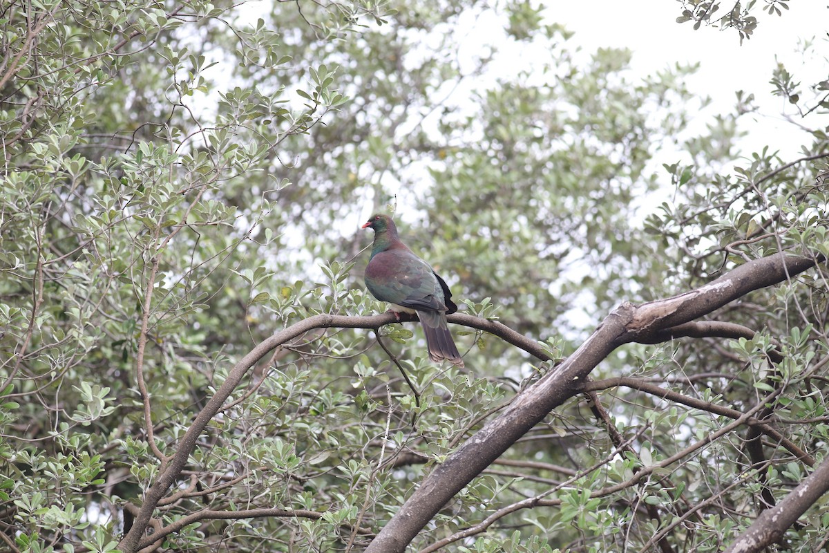 New Zealand Pigeon - ML613745636