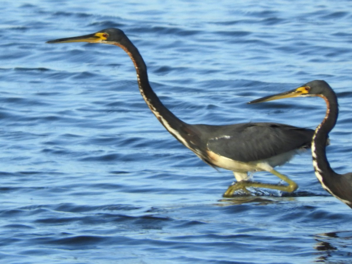 Tricolored Heron - ML613745659