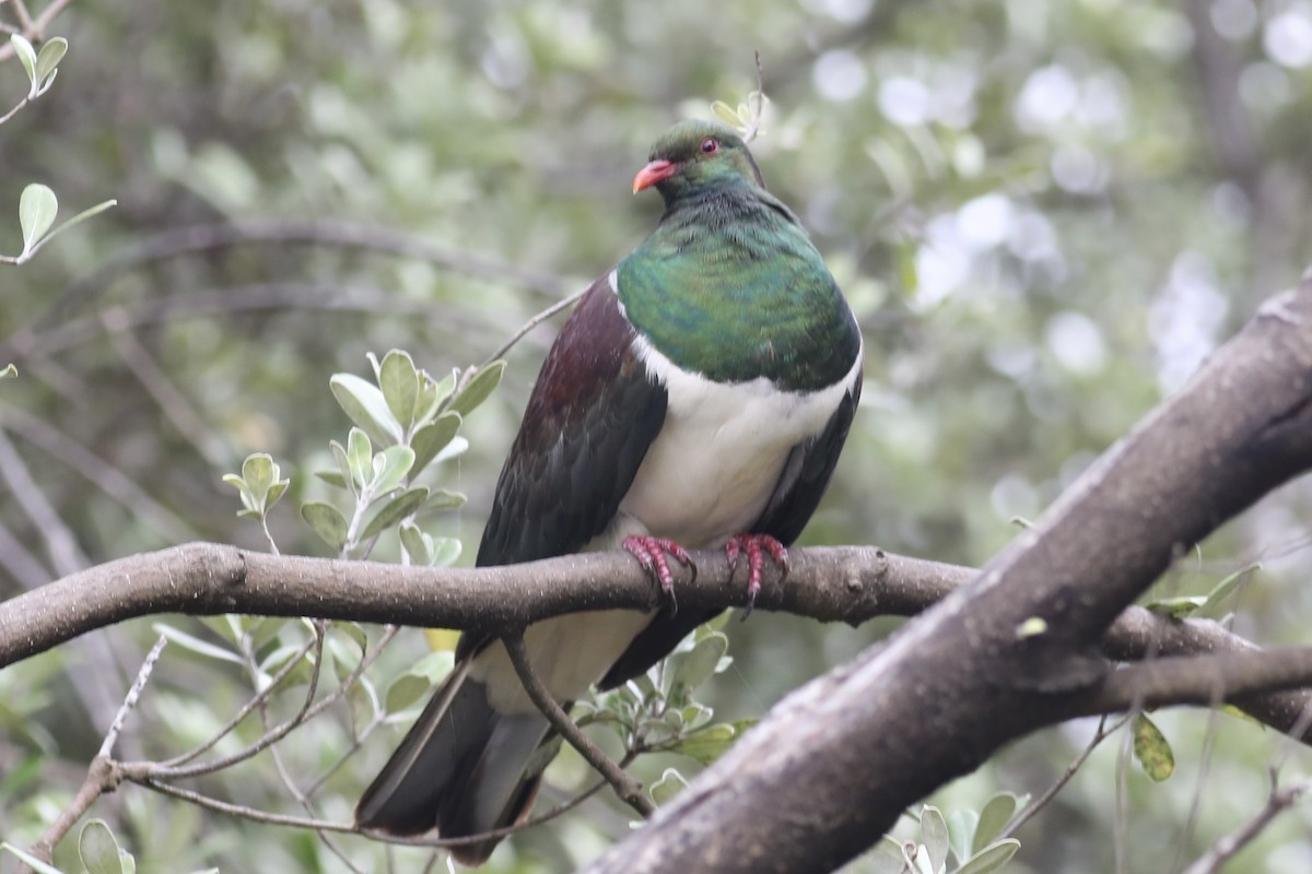 New Zealand Pigeon - ML613745660