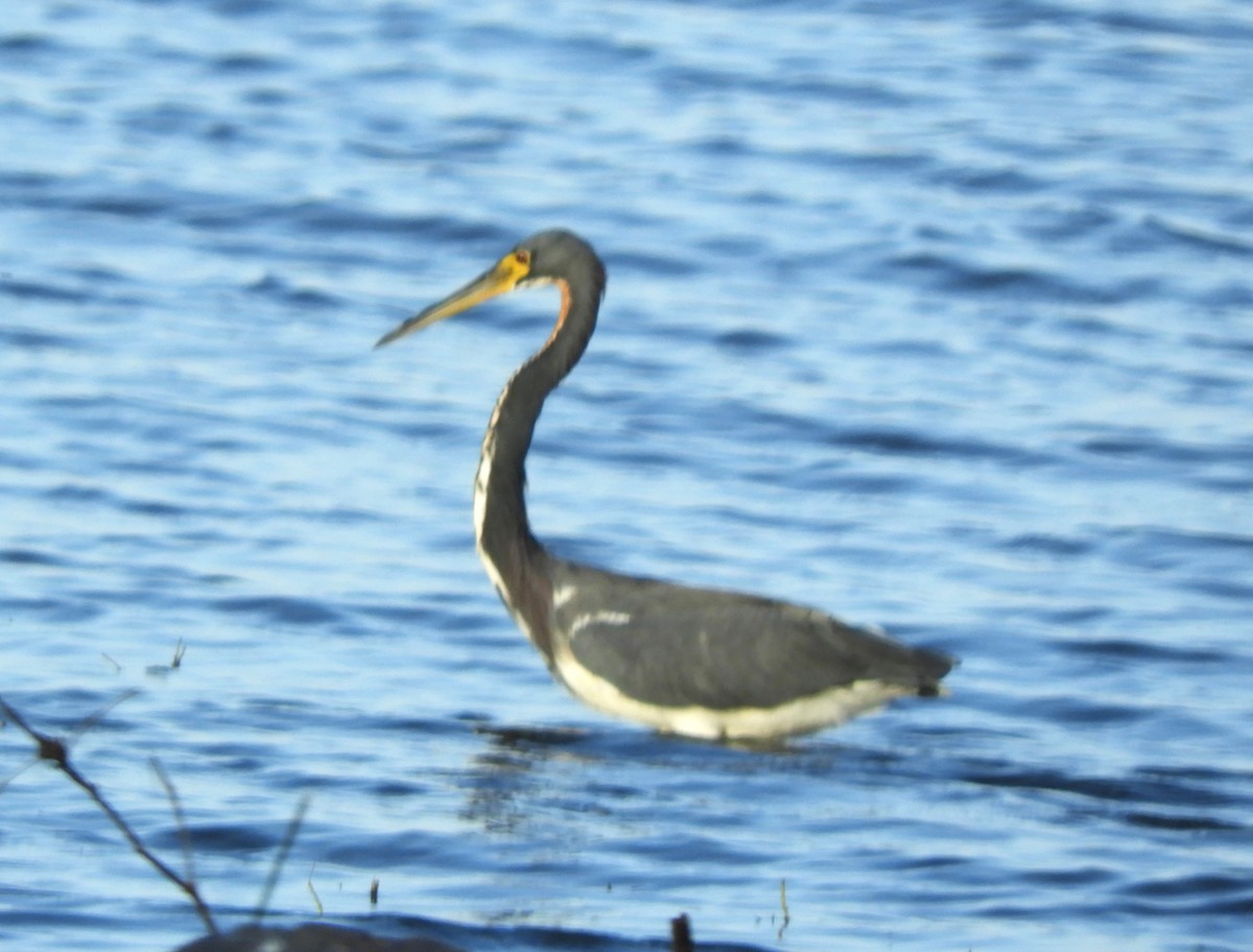 Tricolored Heron - ML613745661