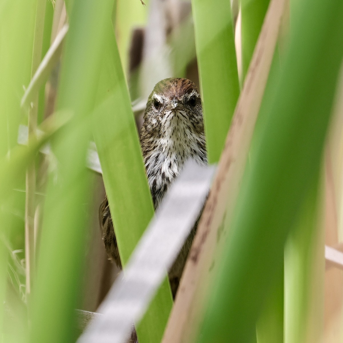 New Zealand Fernbird - Anonymous