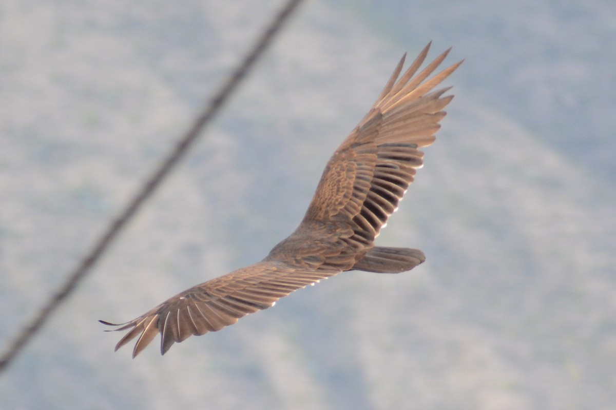 Turkey Vulture - ML613745772