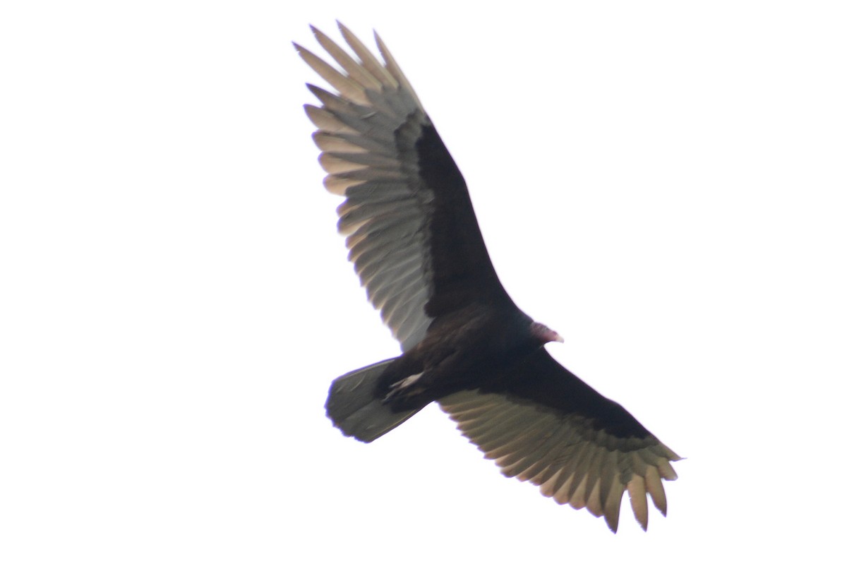 Turkey Vulture - ML613745773
