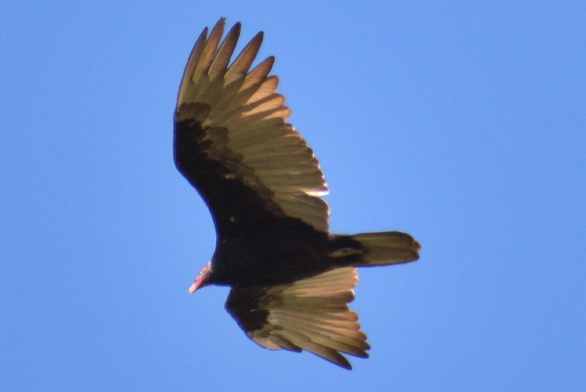 Urubu à tête rouge - ML613745774