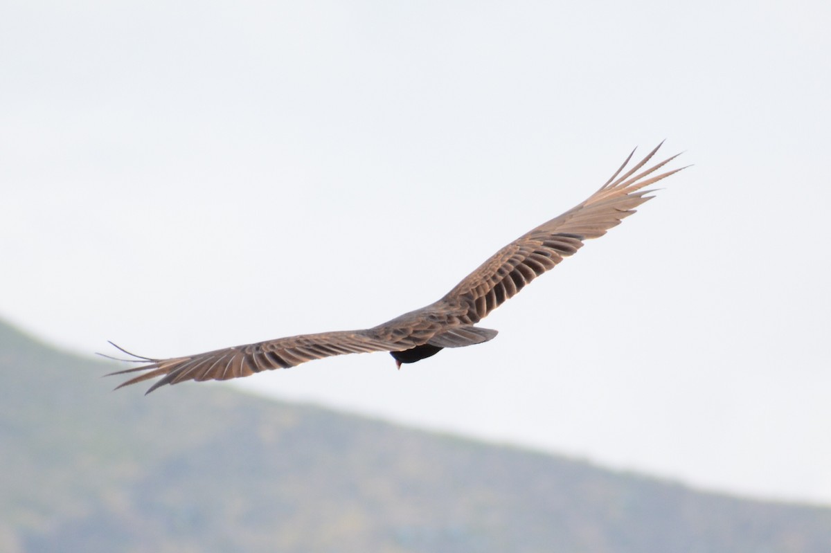 Turkey Vulture - ML613745775