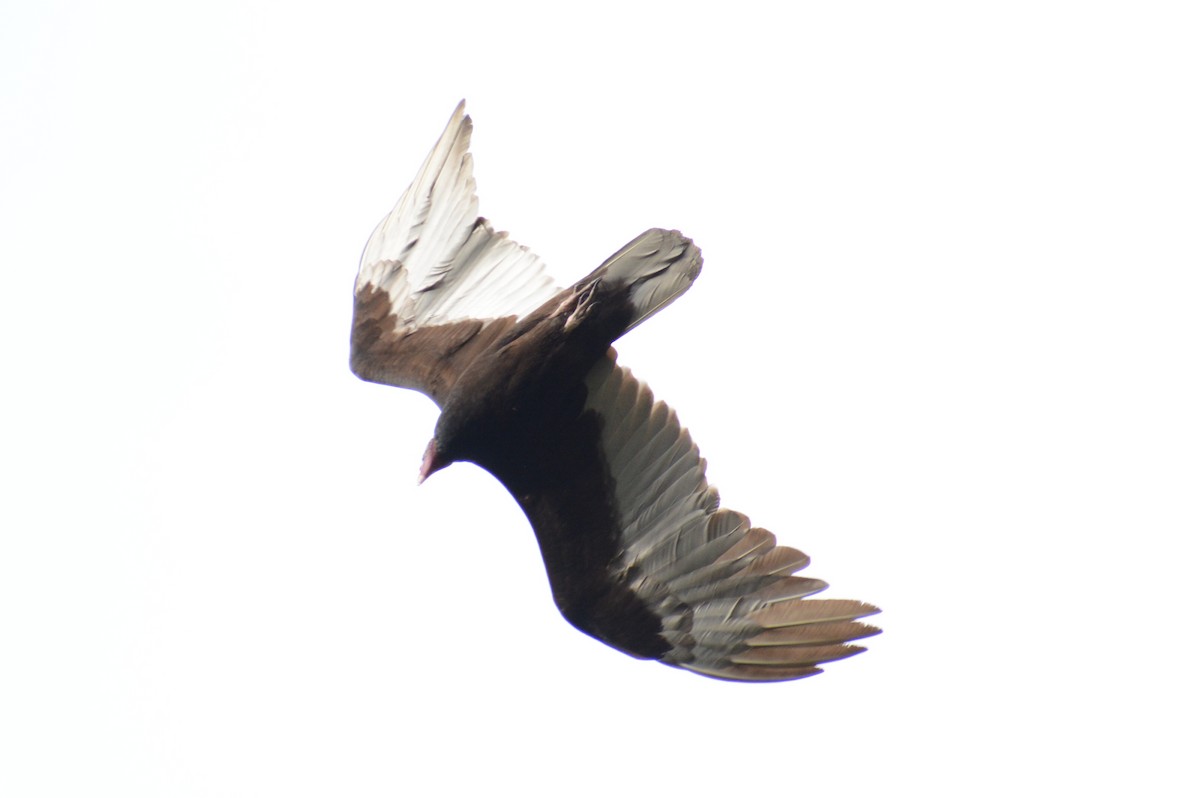 Turkey Vulture - ML613745776