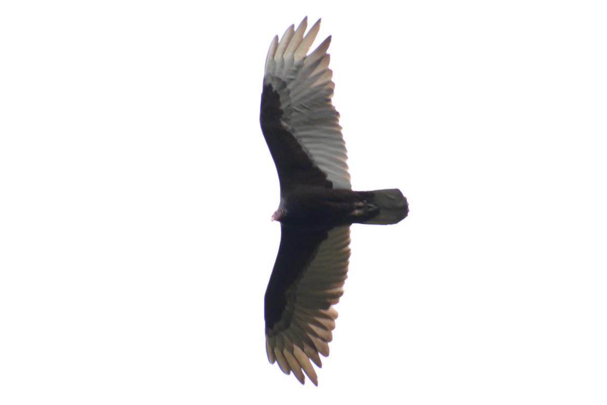 Turkey Vulture - ML613745777