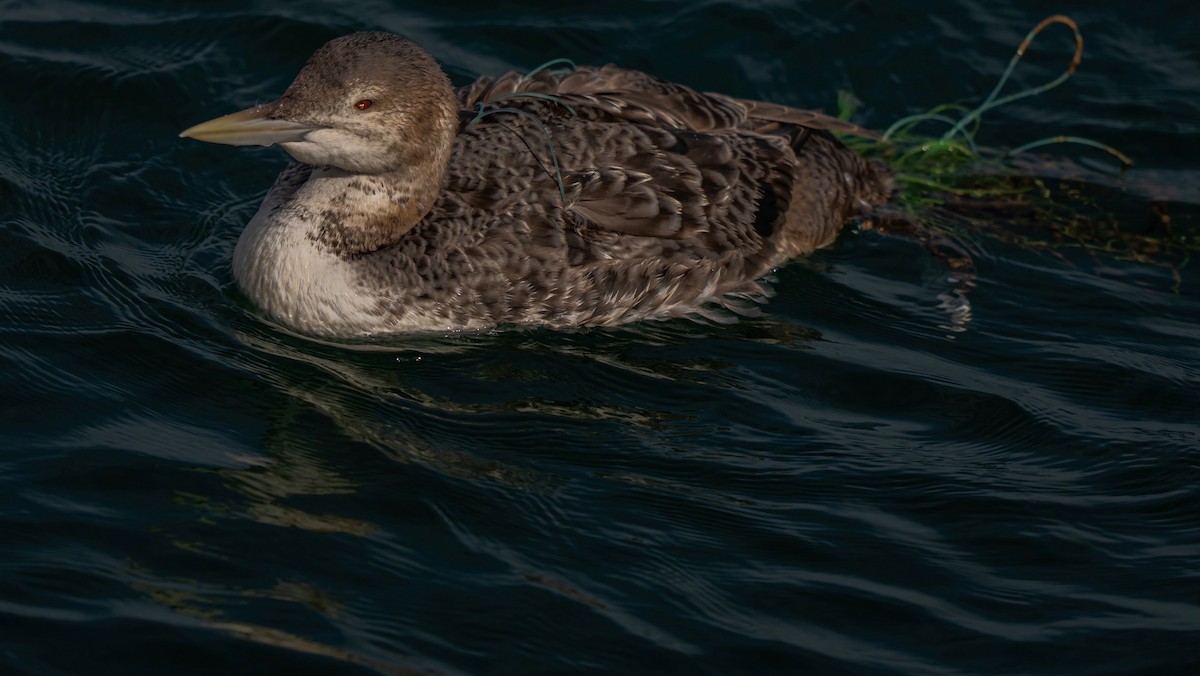 Yellow-billed Loon - ML613745857