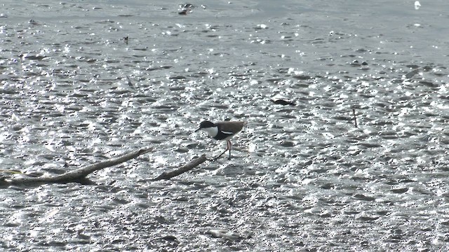 Red-kneed Dotterel - ML613745868