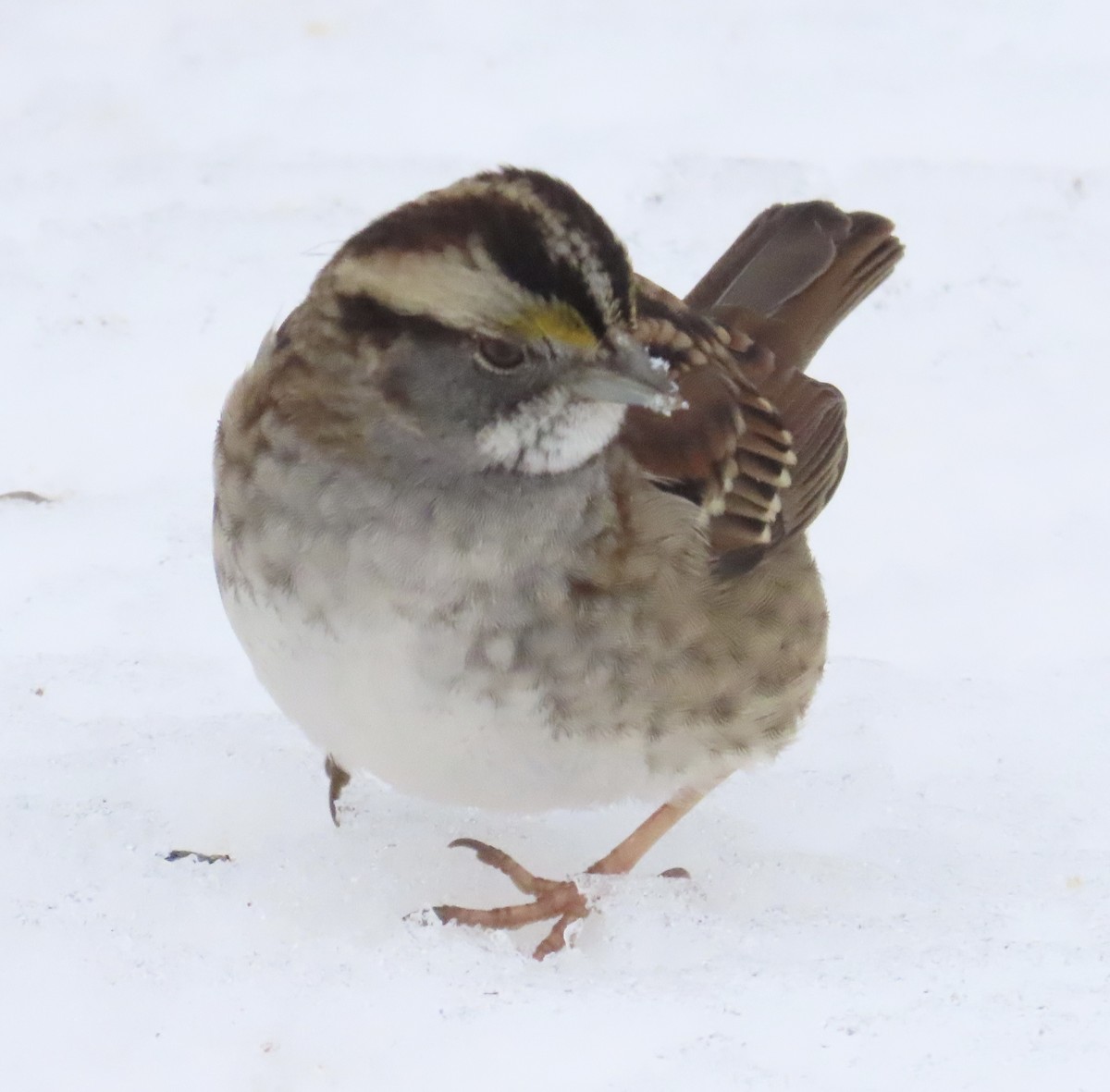 White-throated Sparrow - Tim Ryan