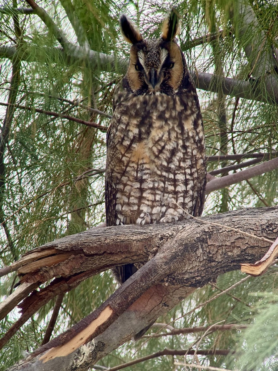Long-eared Owl - ML613745930