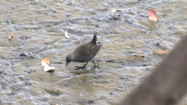 Australian Crake - ML613745956