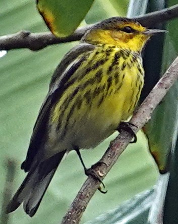 Cape May Warbler - Porfi Correa