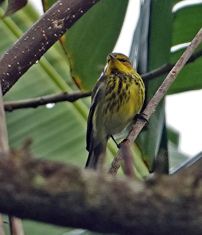 Cape May Warbler - Porfi Correa