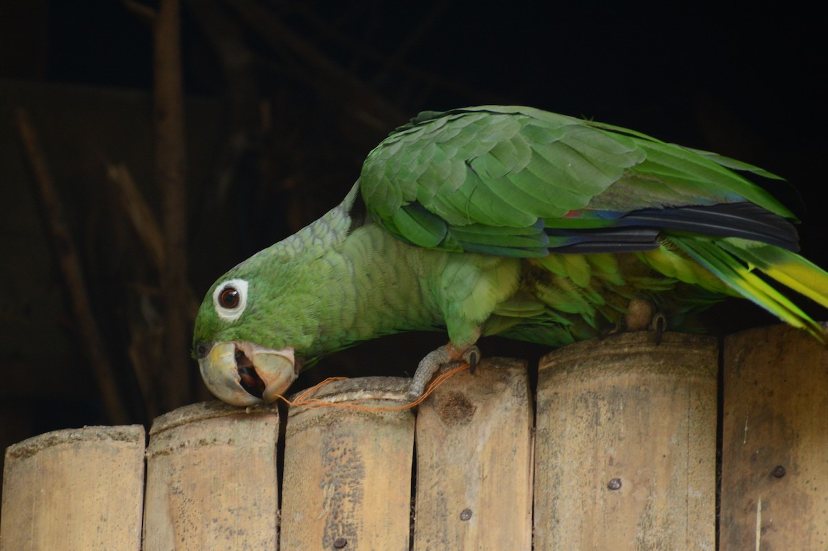 Mealy Parrot - ML613746073