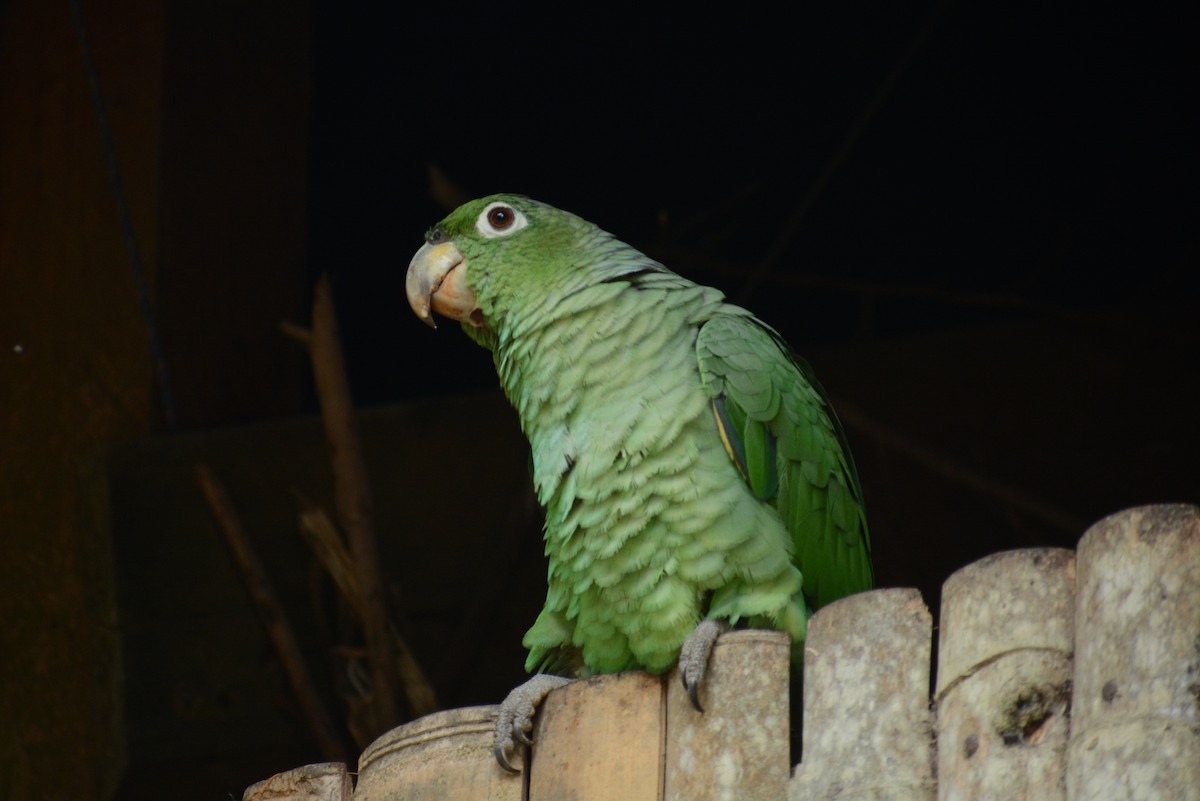 Mealy Parrot - ML613746074