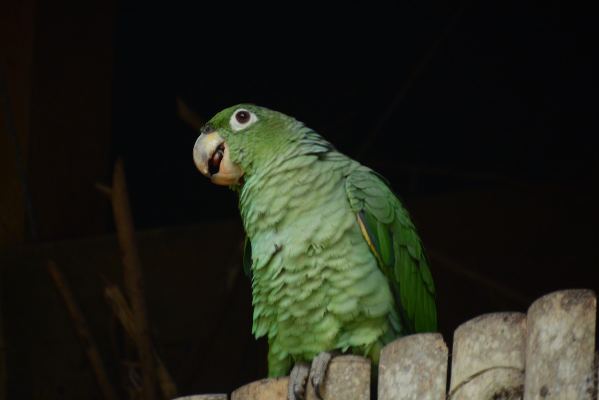 Mealy Parrot - ML613746075