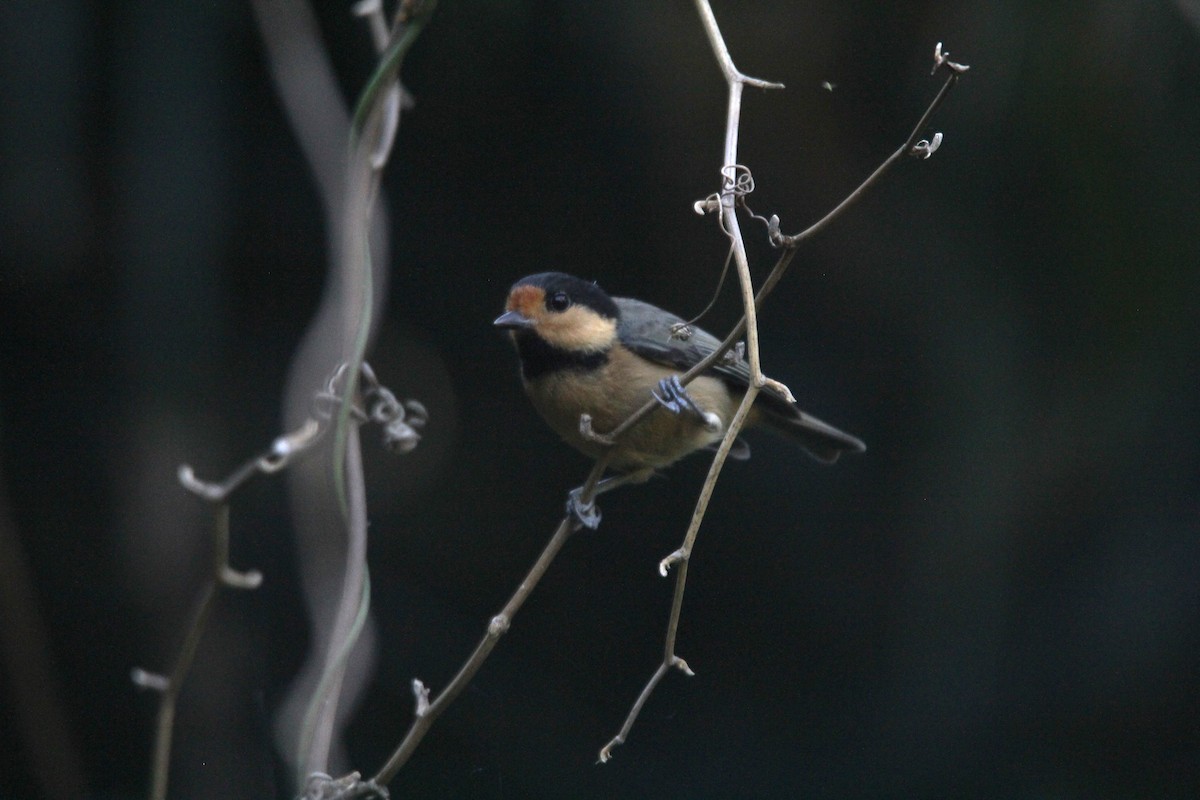 Mésange d'Iriomote - ML613746155