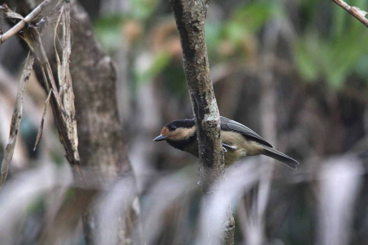 Mésange d'Iriomote - ML613746156