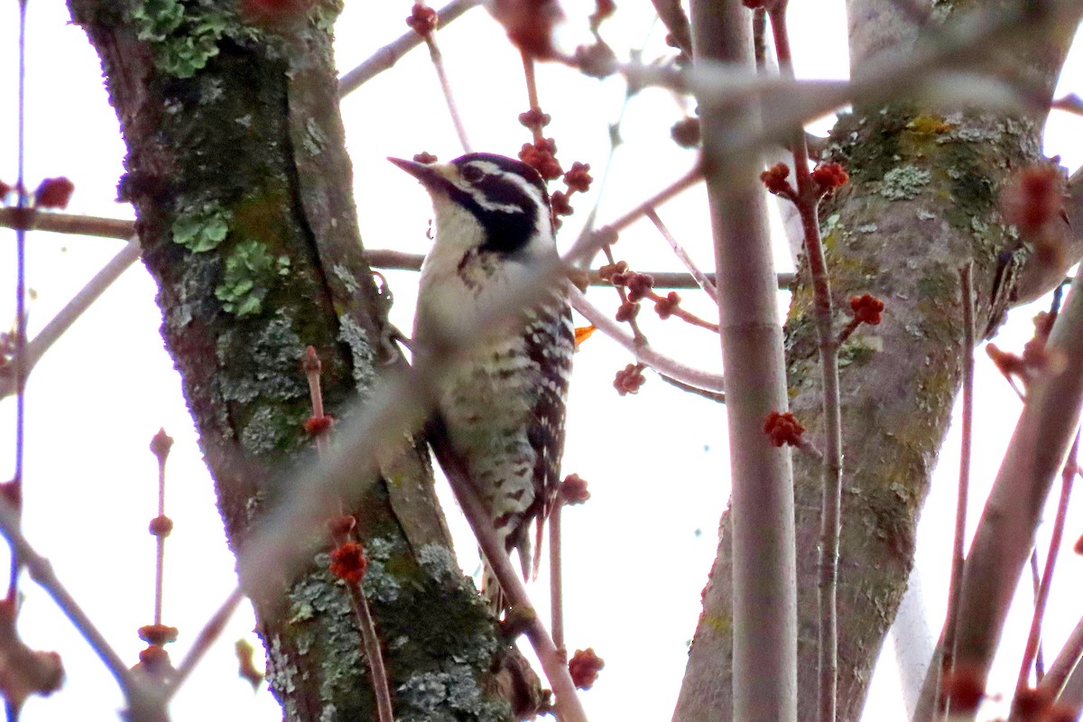 Nuttall's Woodpecker - ML613746176