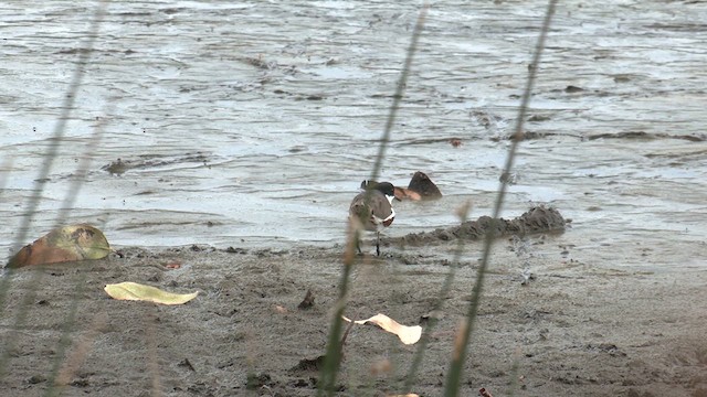 Red-kneed Dotterel - ML613746208