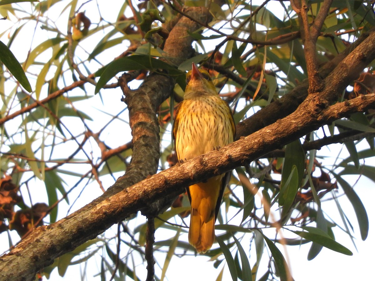 Indian Golden Oriole - ML613746216