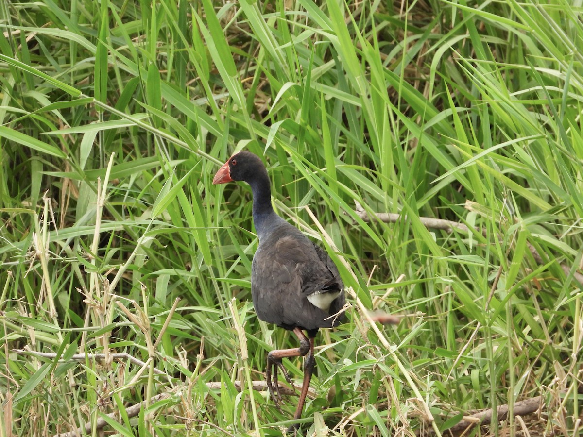 Australasian Swamphen - ML613746301