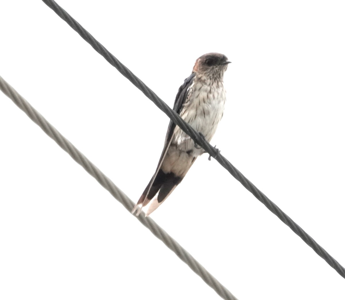 Eastern Red-rumped Swallow (Daurian) - ML613746317