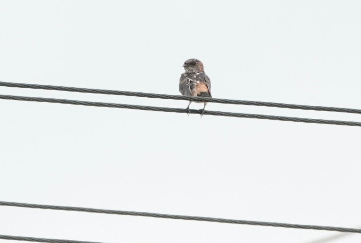 Eastern Red-rumped Swallow (Daurian) - ML613746333