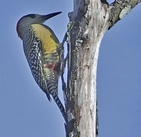 West Indian Woodpecker - ML613746354