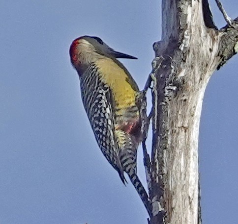 West Indian Woodpecker - ML613746356