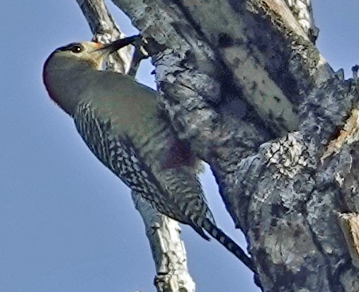 West Indian Woodpecker - ML613746357