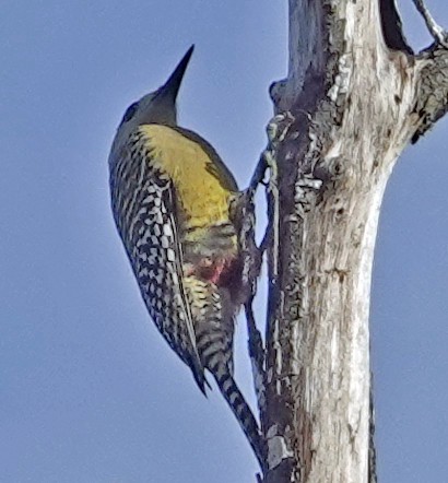 West Indian Woodpecker - ML613746359