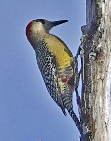West Indian Woodpecker - ML613746360